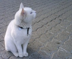Biały kotek. Foto: ja.